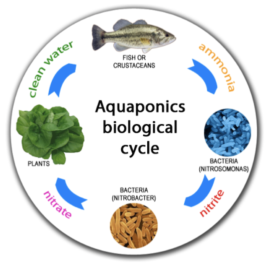 Aquaponics%20drawing%20nb