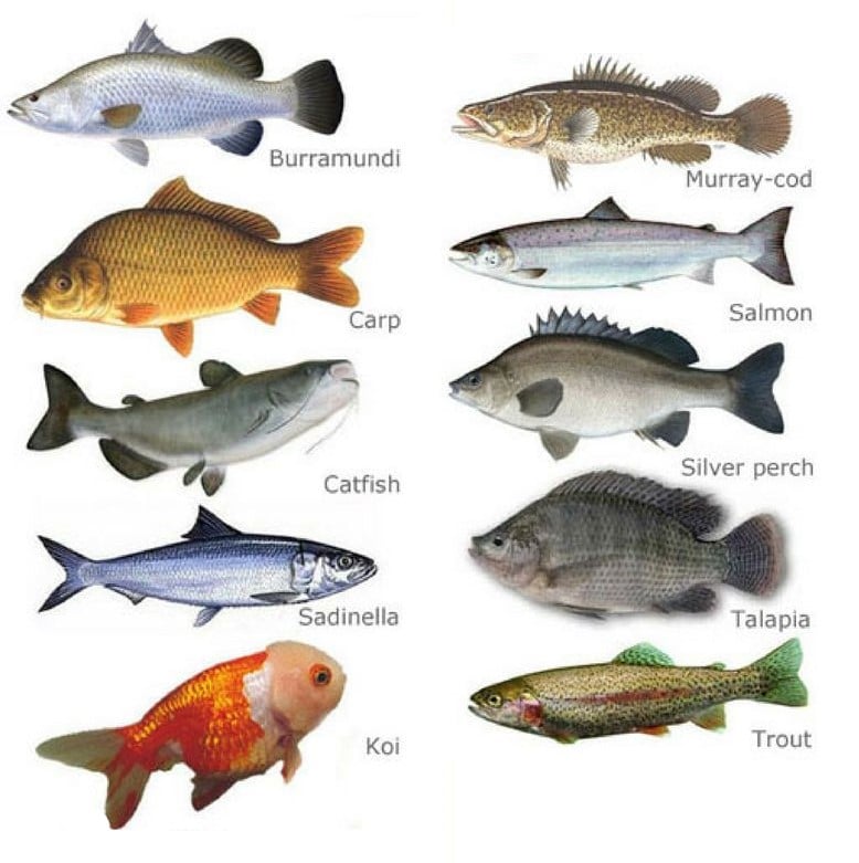 suitable fish-for-aquaponics